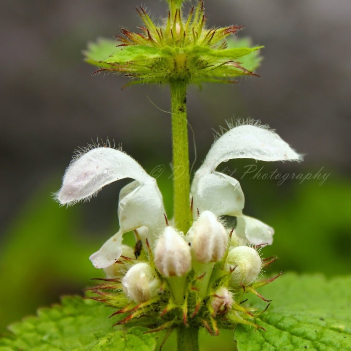 Цветок яснотки белой