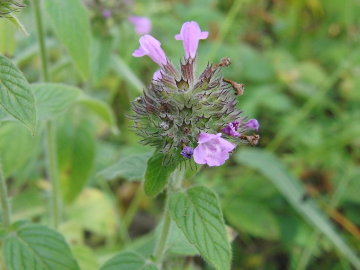 Пахучка обыкновенная clinopodium vulgare