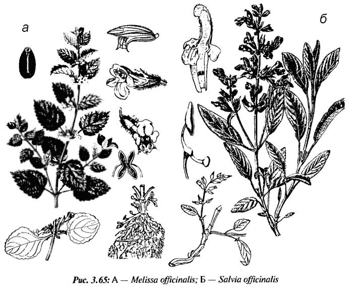 Мята семейство яснотковые