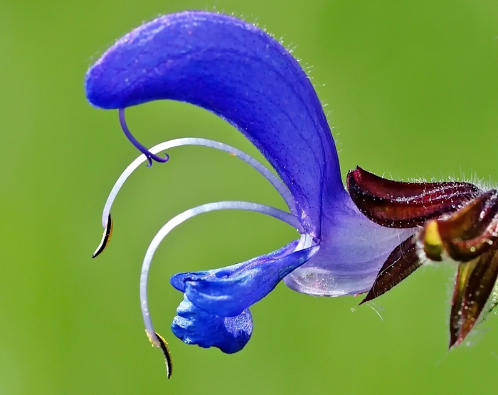 Salvia pratensis
