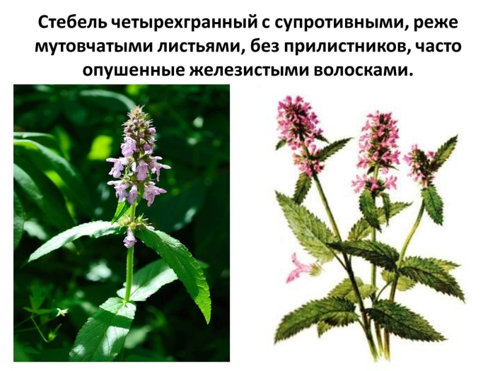 Стебель губоцветных