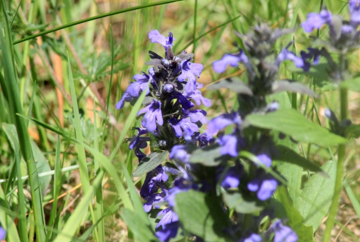 Живучка ползучая ajuga reptans