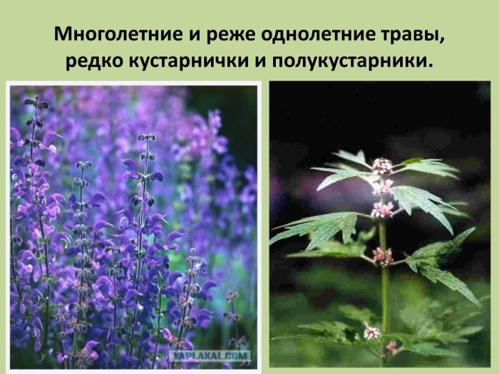 Губоцветные дикоросы