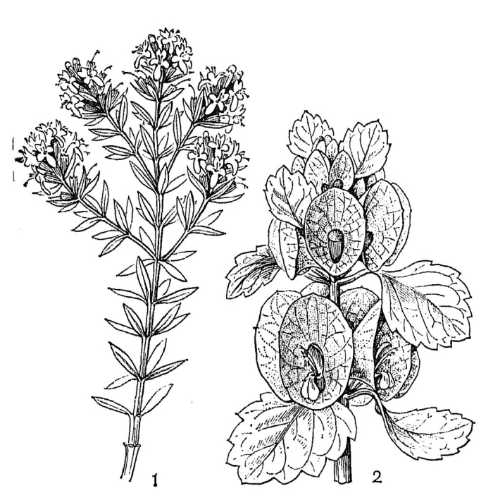 Губоцветные растение плод