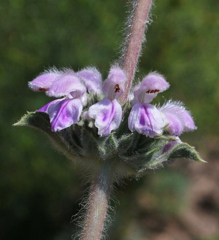 Phlomoides tuberosa