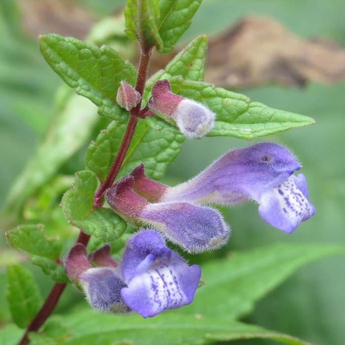 Scutellaria galericulata