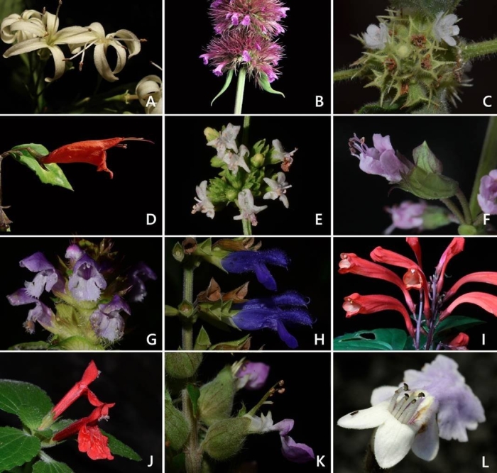 Эсхинантус специозус