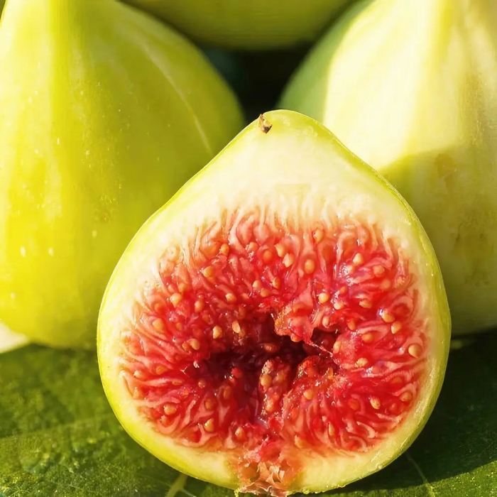 Инжир сорт вердино