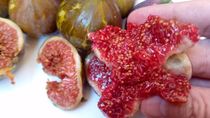 Инжир королевский