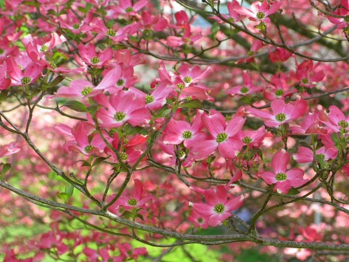 Pink dogwood
