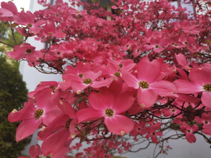 Cornus florida rubra