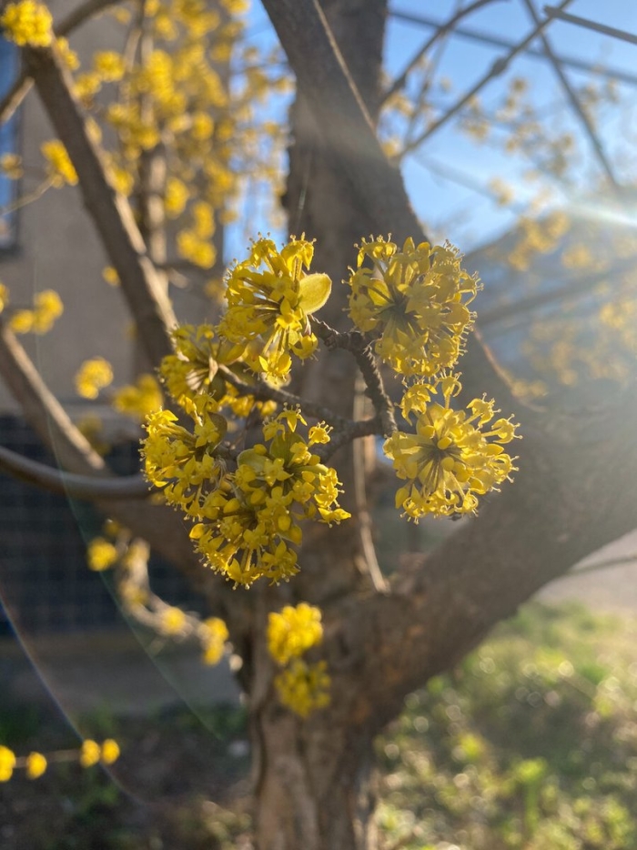 Кизил цветение