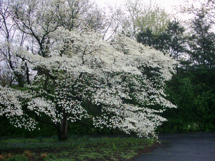Кизил цветущий cornus florida
