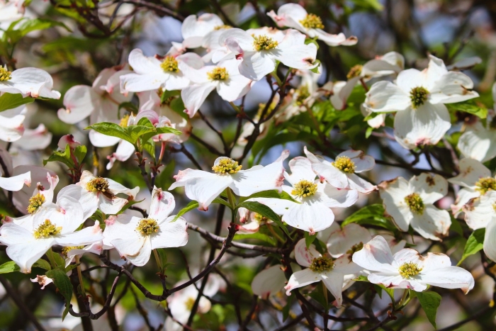 Дерен цветущий (cornus florida)
