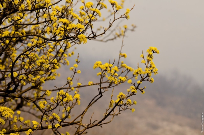 Кизил цветение