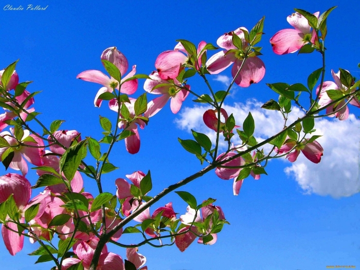 Цветущая весна