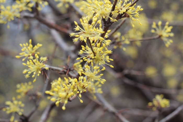 Cornus mas