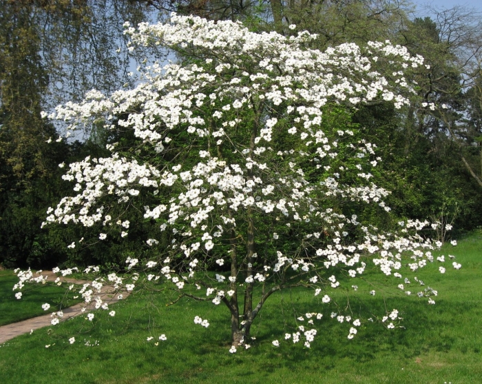 Cornus kousa