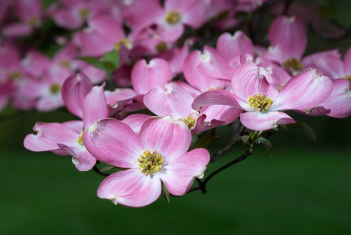 Кизил цветы