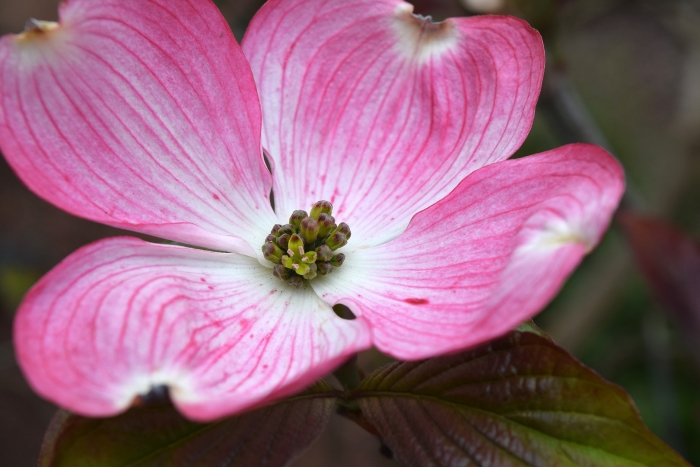 Flowering dogwood (cornus florida)