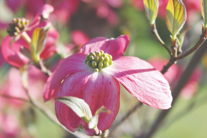 Кизил дерево