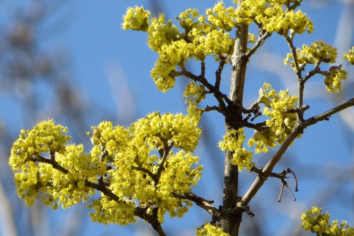 Кизил обыкновенный цветение