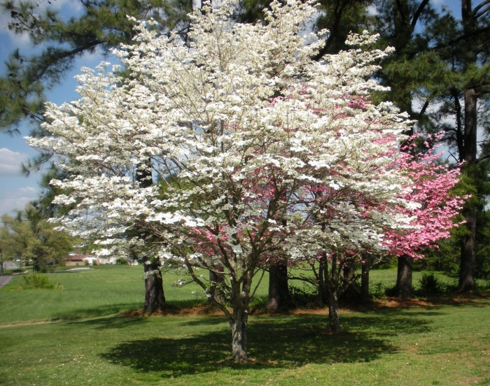 Dogwood tree