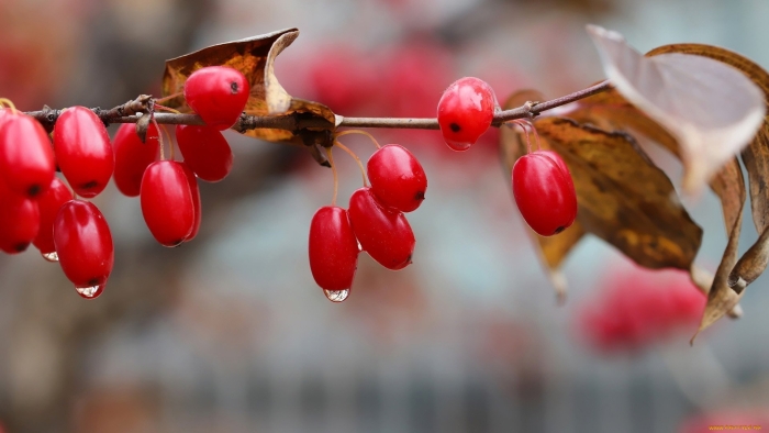 Кизил обыкновенный