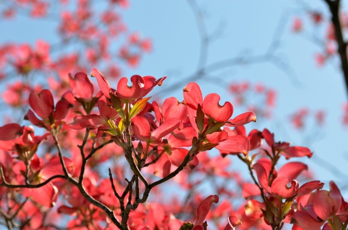 Кизил цветение