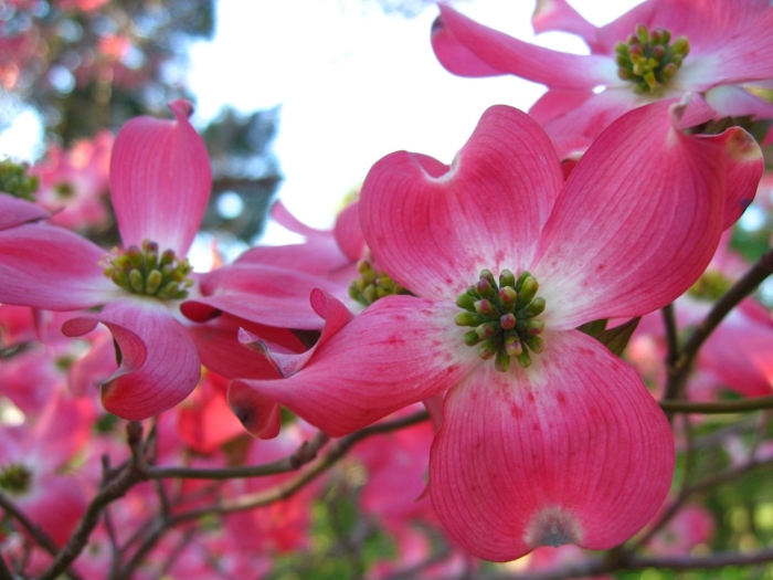 Кизил обыкновенный цветет