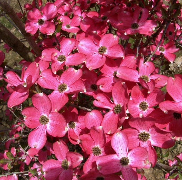 Cornus sanguinea