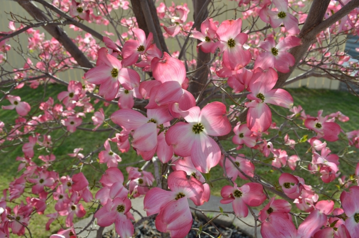 Flowering dogwood