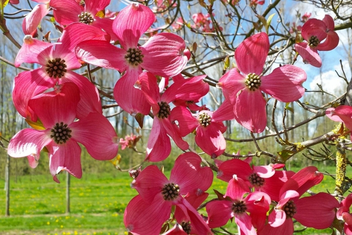 Кизил цветущий cornus florida