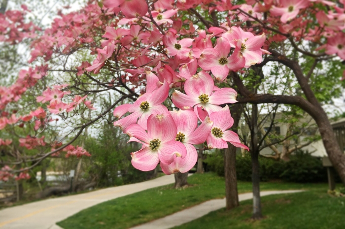 Dogwood blossoms
