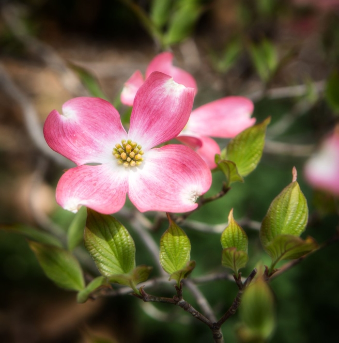 Flowering dogwood растение