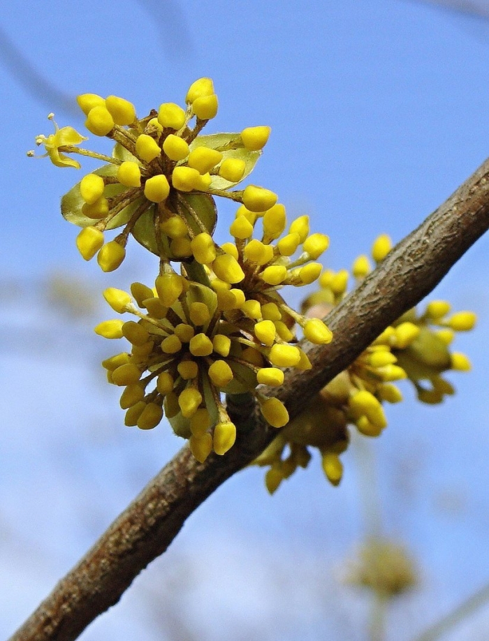 Кизил обыкновенный цветет