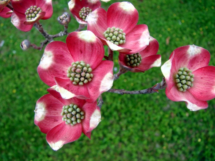 Cornus florida