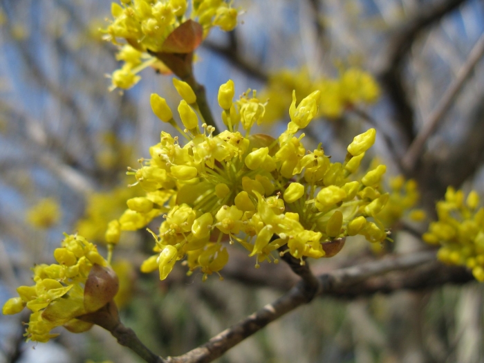 Кизил обыкновенный цветет