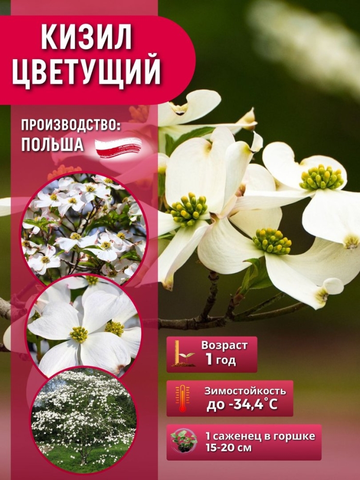 Кизил цветущий cornus florida