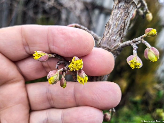 Кизил цветет