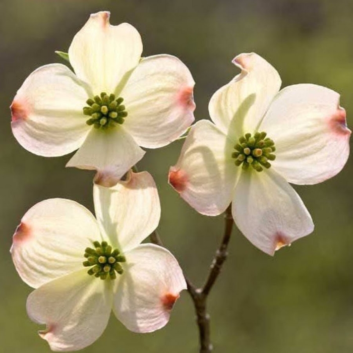 Cornus растение