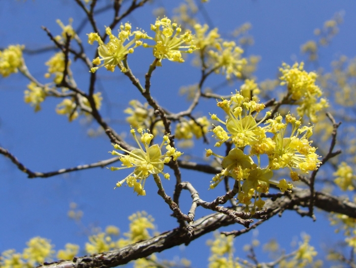 Кизил обыкновенный цветение