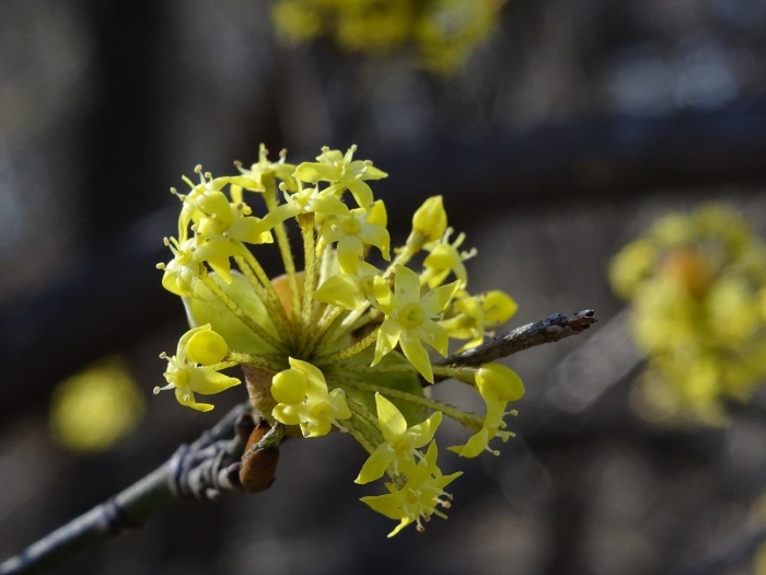 Кизил обыкновенный цветение