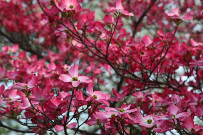 Pink dogwood
