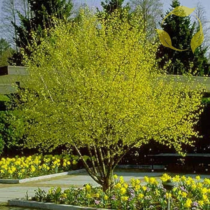 Кизил обыкновенный кустарник