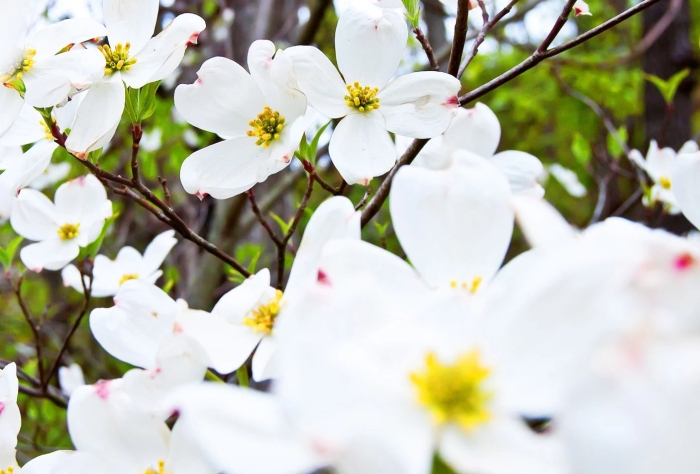 Кизил японский