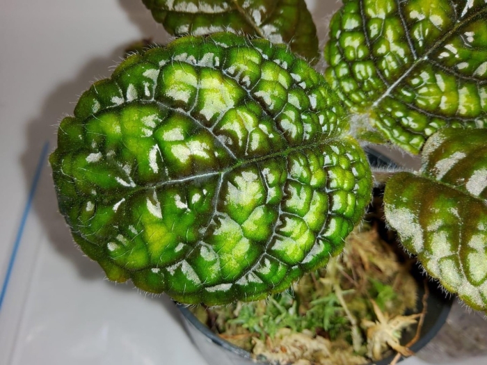 Nautilocalyx erytranthus