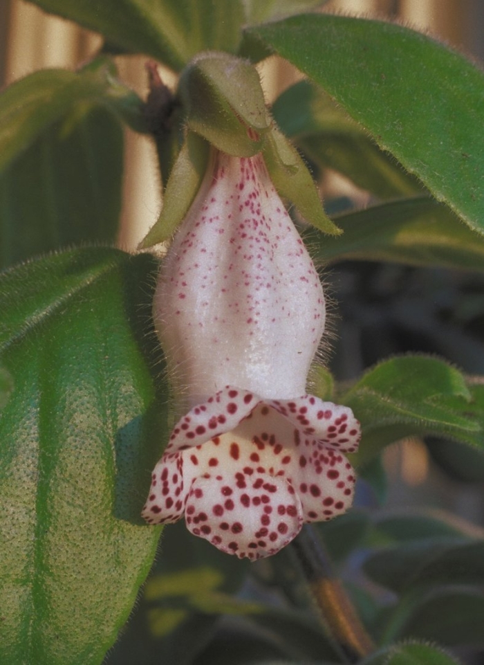 Нематантус альбус