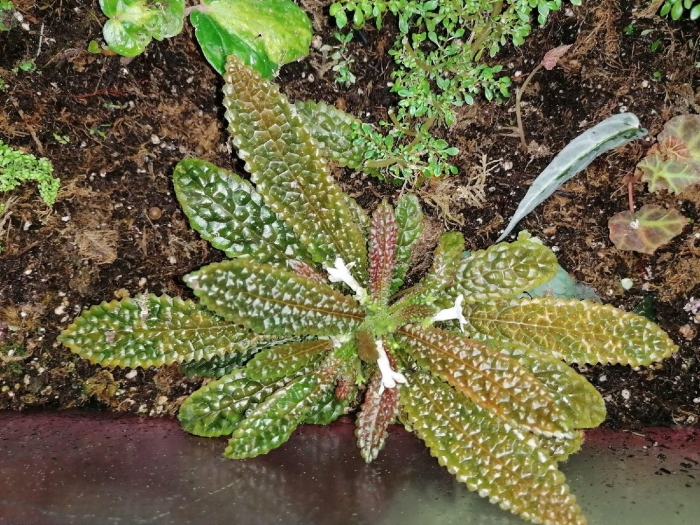 Криптокорина пузыревидная