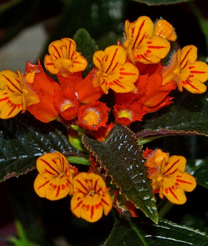 Бегония polilloensis